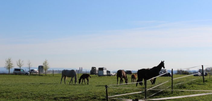 Wir haben immer aktuelle Verkaufspferde –